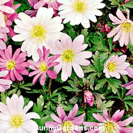 Anemone blanda, Spring Flowering Anemone, Windflower
