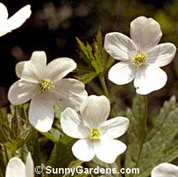 Anemone canadensis, Windflower