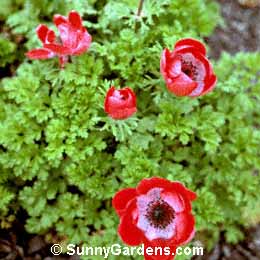 Anemone coronaria, Poppy Flowered Anemone, Windflower
