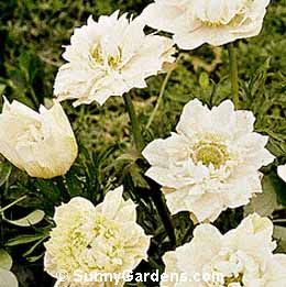 Anemone coronaria, Poppy-flowered Anemone, Windflower