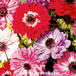 Anemone coronaria, Poppy-flowered Anemone, Windflower