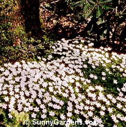 Anemone nemerosa, Wood Anemone, Windflower