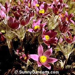 Anemone pulsatilla, Pasque Flower, Windflower