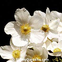 Anemone sylvestris, Snowdrop Anemone, Windflower