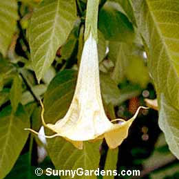 Brugmansia, Charles Grimaldi Angel's Trump