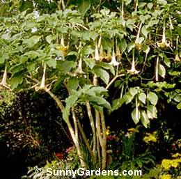 Brugmansia x candida, Angel's Trumpet