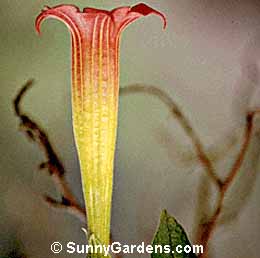 Brugmansia sanguinea, Red Angel's Trumpet