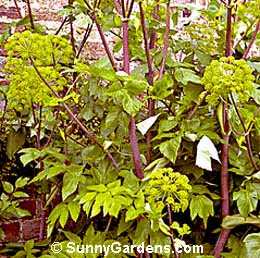 Angelica archangelica, Wild Parsnip, Archangel
