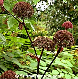 Angelica gigas