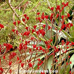 Anigozanthos flavidus, Kangaroo Paw