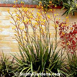 Anigozanthos humilis, Dwarf Kangaroo Paw
