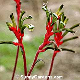 Anigozanthos manglesii