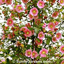 Anisodontea x hypomandarum, Cape Mallow