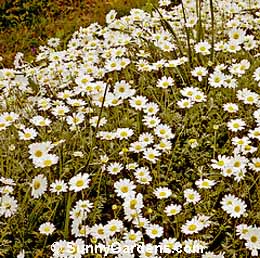 Anthemis cupaniana