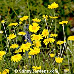 Anthemis tinctoria, Golden Marguerite