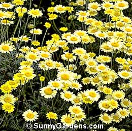 Anthemis tinctoria
