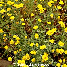 Anthemis tinctoria