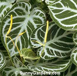 Anthurium magnificum