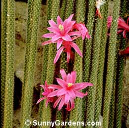 Aporocactus flagelliformis, Rat Tail Cactus