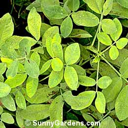 Arachis hypogaea, Peanut