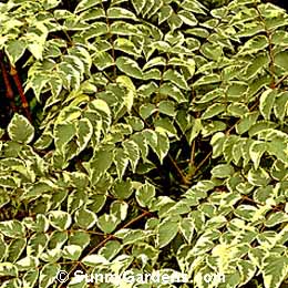 Aralia elata, Variegated Japa Angelica Tree