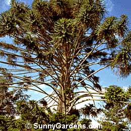 Araucaria bidwillii, Monkey Puzzle Tree, Bunya Bunya Tree