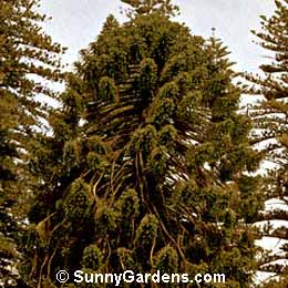 Araucaria columnaris, New Caledonia Pine