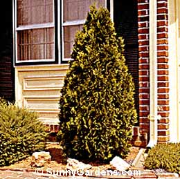 Thuja occidentalis, American Arborvitae, Eastern White Cedar