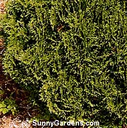 Thuja occidentalis, Hetz Midget American Arborvitae, Hetz Midget