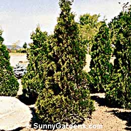 Thuja occidentalis, Holmstrup's Easter Arborvitae