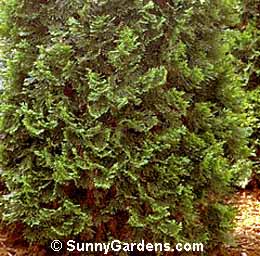Thuja occidentalis, Arborvitae