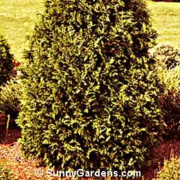 Thuja occidentalis, Eastern Pyramidal Arborvitae