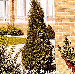 Thuja occidentalis, American Smaragd Arborvitae
