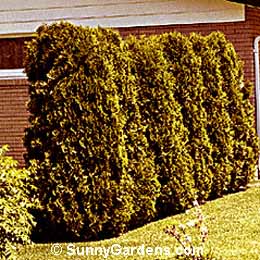 Thuja occidentalis, Arborvitae Wintergreen