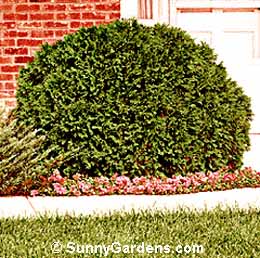 Thuja occidentalis, Woodwards Globe Arborvitae