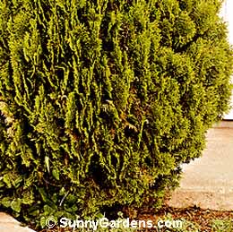 Thuja orientalis, Golden Ball Arborvitae, Berchman's Golden