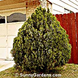 Thuja orientalis, Blue Cone Arborvitae