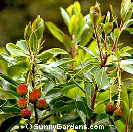 Arbutus, Strawberry Tree