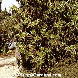 Arbutus menziesii, Pacific Madrone, Madrone