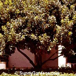 Arbutus unedo, Strawberry Tree, Killarney Strawberry Tree