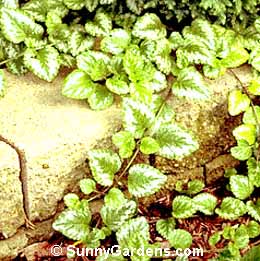 Lamiastrum galeobdolon, Yellow Archangel