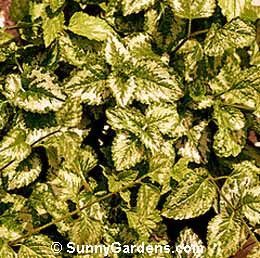 Lamiastrum galeobdolon variegatum, Yellow Archangel