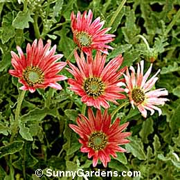 Arctotis x hybrida, African Daisy