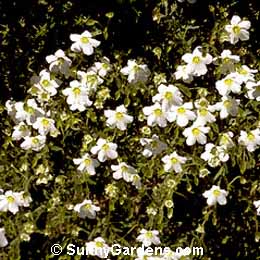 Arenaria montana, Sandwort