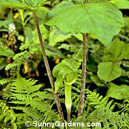 Arisaema triphyllum, Jack In The Pulpit