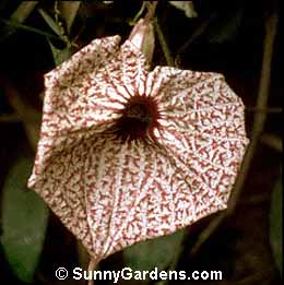Aristolochia grandiflora, Pelican Flower, Birthwort, Pelican Dutchman's Pipe