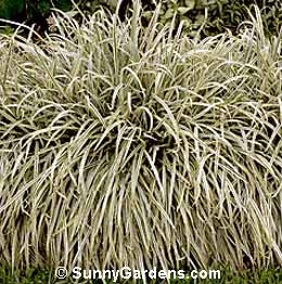Arrhenatherum elatius, Variegated Tuber Oat Grass