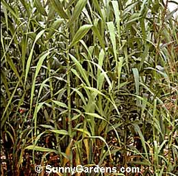 Arundo donax