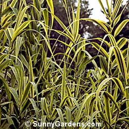 Arundo donax variegata