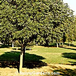 Fraxinus americana, American Ash, White Ash